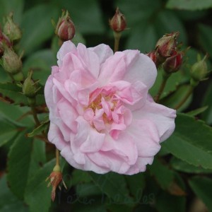 NARROW WATER (rambler)